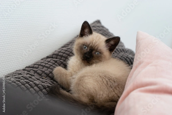 Obraz British shorthair baby cat lying on pillow on sofa.