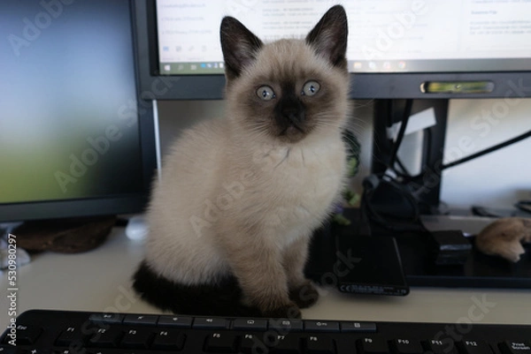 Obraz British shorthair baby cat on working desk at homeoffice.