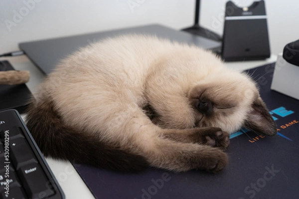 Obraz British shorthair baby cat sleeping on mousepad on working desk at homeoffice.