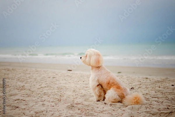 Fototapeta A dog sitting down looking view on the beach, Dog sit on the beach and looking out to sea