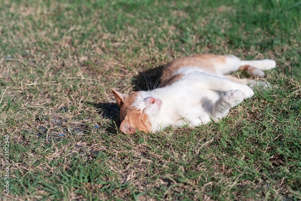 Fototapeta 寝ころがる猫　茶トラ白