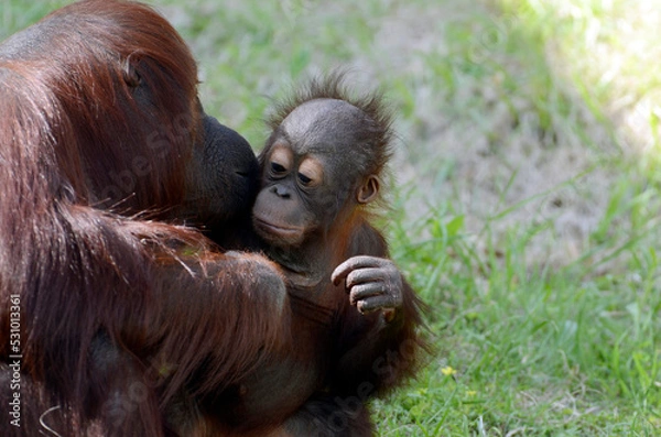 Fototapeta オランウータン