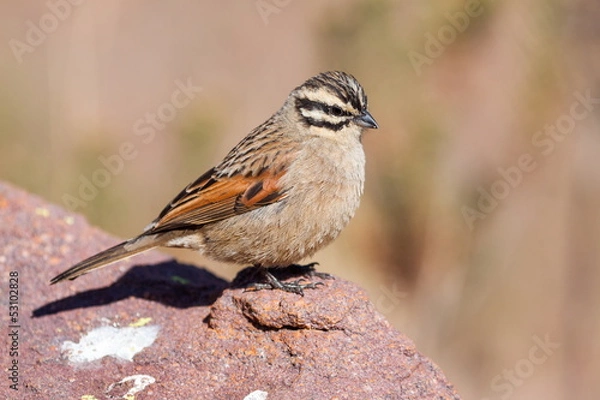 Obraz Cape Bunting