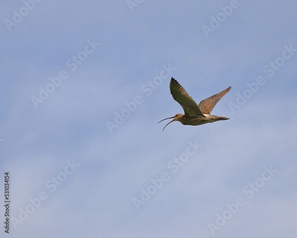 Fototapeta Curlew bird in flight against the sky. bird watching