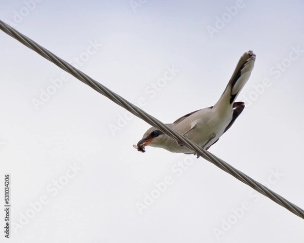 Fototapeta A gray shrike bird with an insect in its beak sits on wires. Close-up.