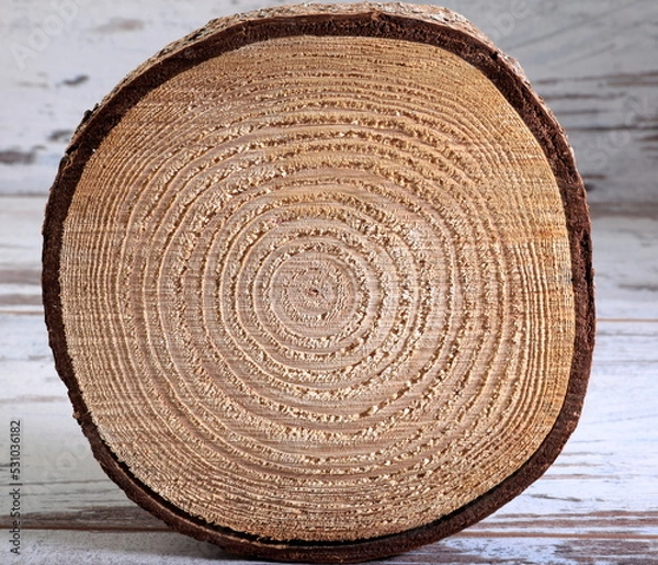 Fototapeta Tree cross section. A look with neatly cut age rings and texture.