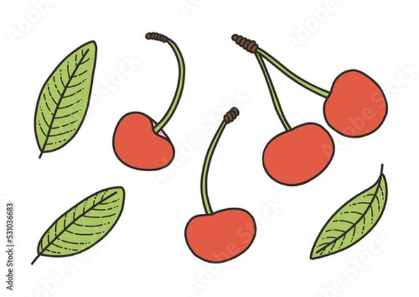Fototapeta Cherry and sage leaves, spice, fragrant herbs - vector illustration in cartoon style. Set of objects isolated on white background. Vector isolated icons.