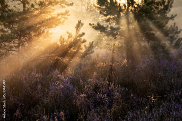 Fototapeta sunlight through pine trees over heather