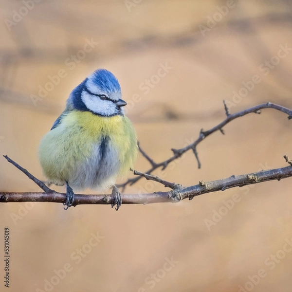 Fototapeta cinciarella in posa
