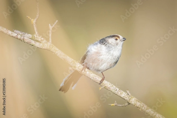 Fototapeta codibugnolo in attesa