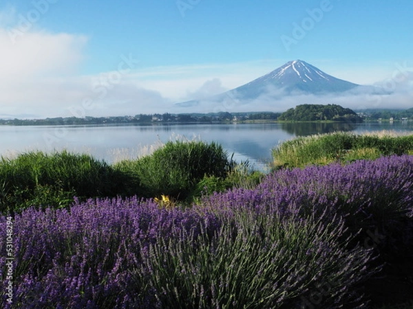 Obraz 富士山とラベンダー