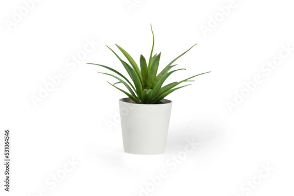 Obraz plant in a pot