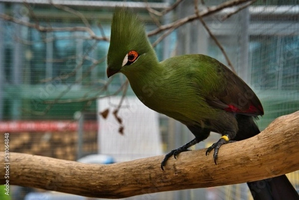 Obraz エボシドリ