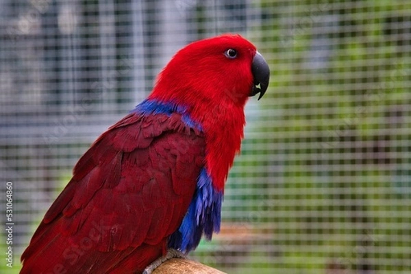 Fototapeta オオハナインコ