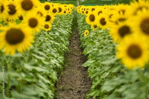 Obraz ひまわりの道