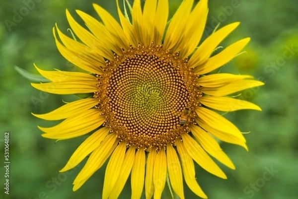 Obraz ひまわりとハチ