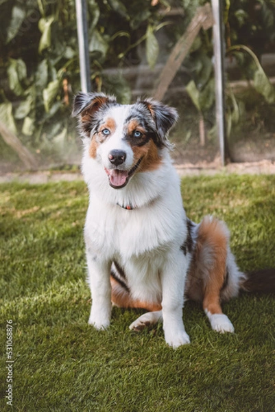 Fototapeta Blue-eyed Australian Shepherd puppy sits on his hind legs with his tongue out and looks on contentedly. A dog's joy of being outside