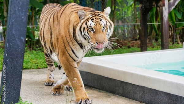 Fototapeta The tiger was walking and licking its mouth by the pool