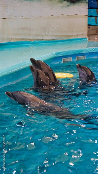 Fototapeta Vertical of picture four dolphins pop their heads above the water in a swimming pool.