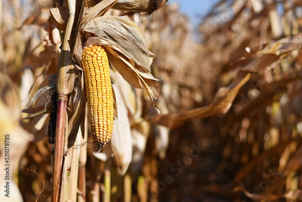 Fototapeta Ripe corn cob inside rows of dried brown corn in agricultural field during harvest time. Selective focus.