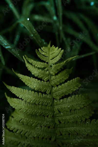 Fototapeta close up of a fern