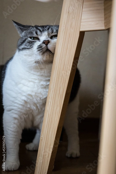 Fototapeta スリスリする猫