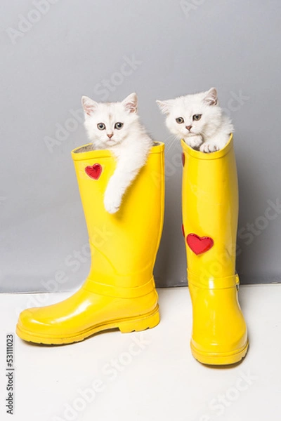 Fototapeta British cat