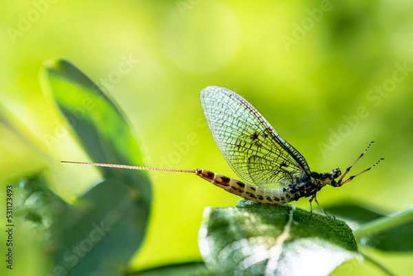 Obraz Mayfly on green leaf