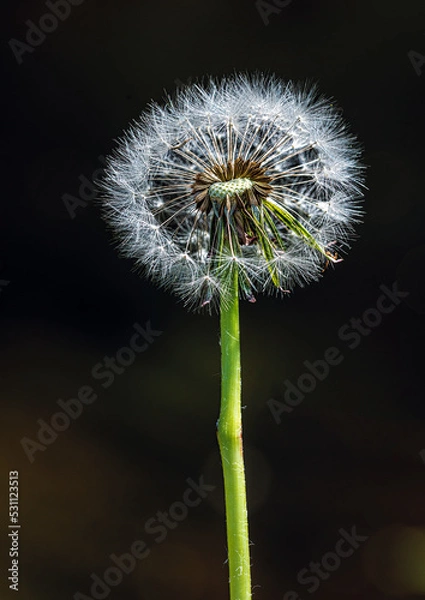 Obraz dandelion seed head