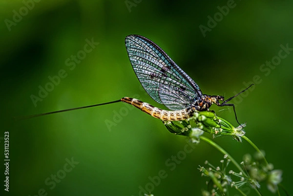 Obraz Large mayfly sitting on green leaf