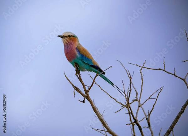 Fototapeta lilac breasted roller