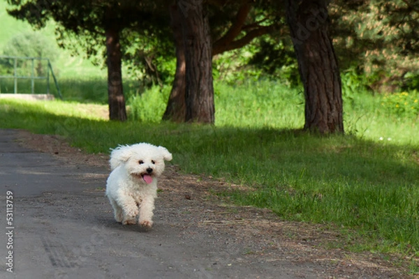 Fototapeta Bichon runs