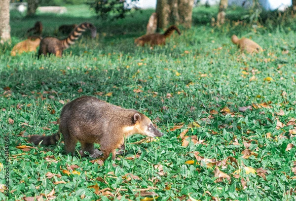 Obraz meerkat on the grass