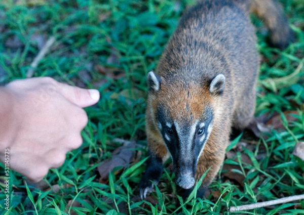 Obraz meerkat on the grass
