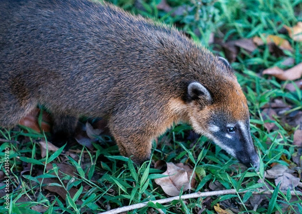 Obraz meerkat on the grass