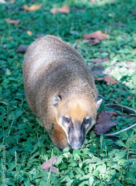 Obraz meerkat on the grass