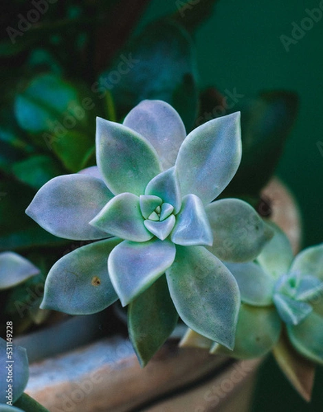 Obraz blue hydrangea flower