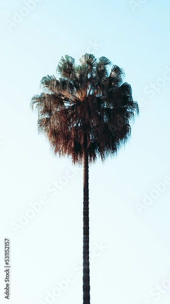 Obraz dandelion on sky