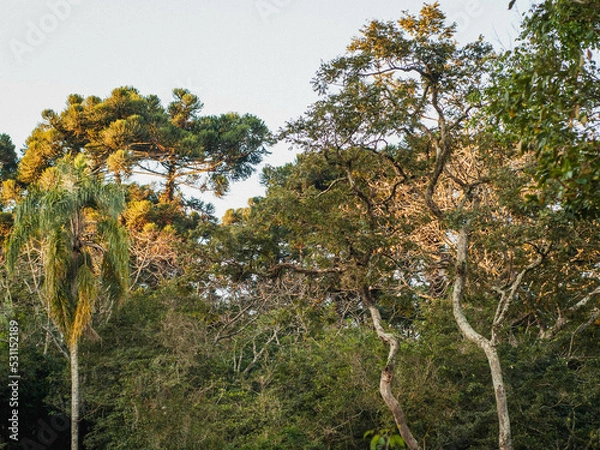Obraz vineyard in autumn