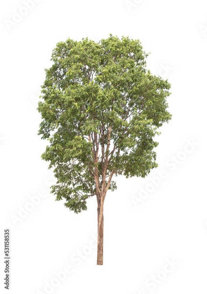 Fototapeta isolated big tree on White Background. tropical trees isolated used for design, advertising and architecture