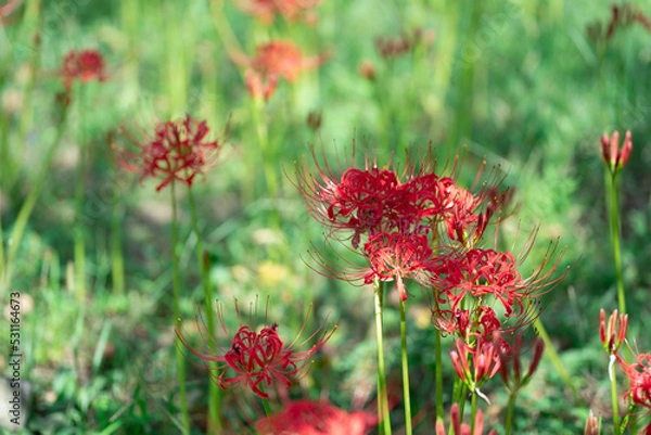 Fototapeta 曼殊沙華（彼岸花）