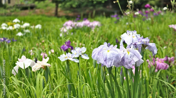 Fototapeta アヤメ