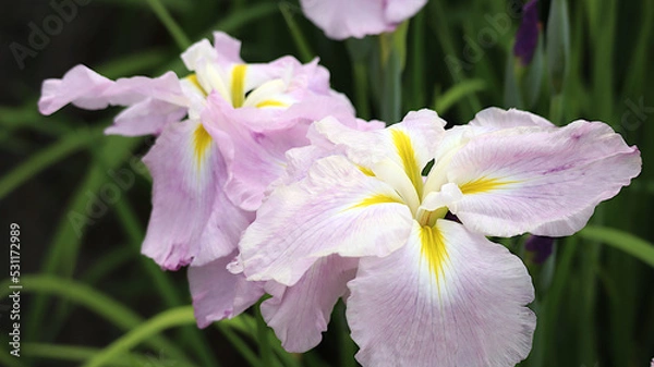 Fototapeta あやめ