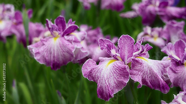 Fototapeta 花芯が見える角度で撮るしかないのかな