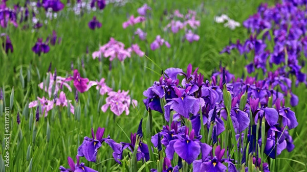 Fototapeta あやめ