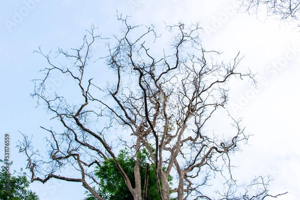 Obraz Tree with only branches against Clear Sky