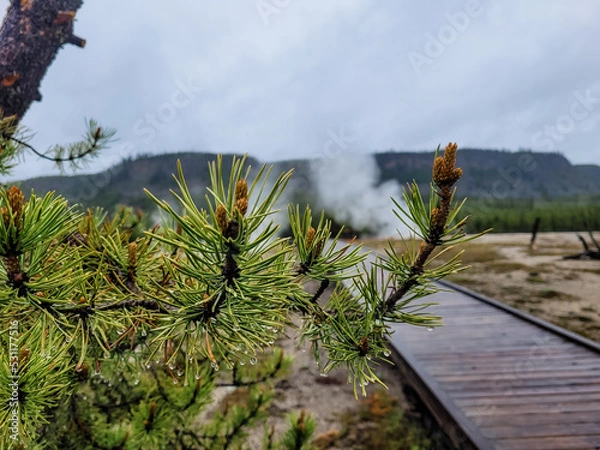 Obraz Yellowstone views