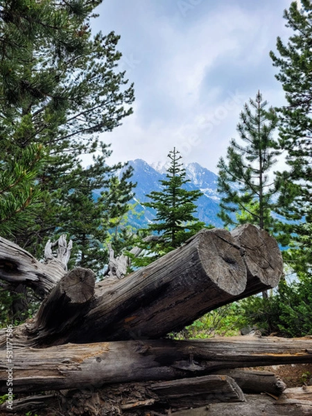 Obraz A stump in the mountain