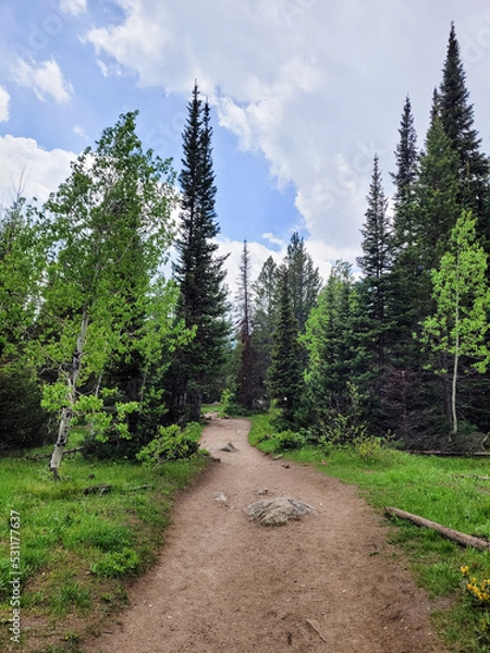 Obraz Path through the woods