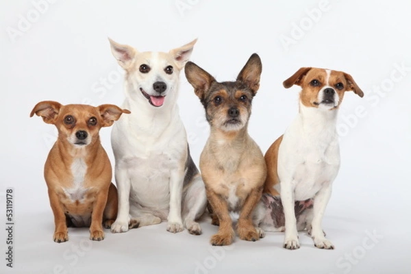 Obraz Mischlingsbande